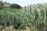 natural_environment_3